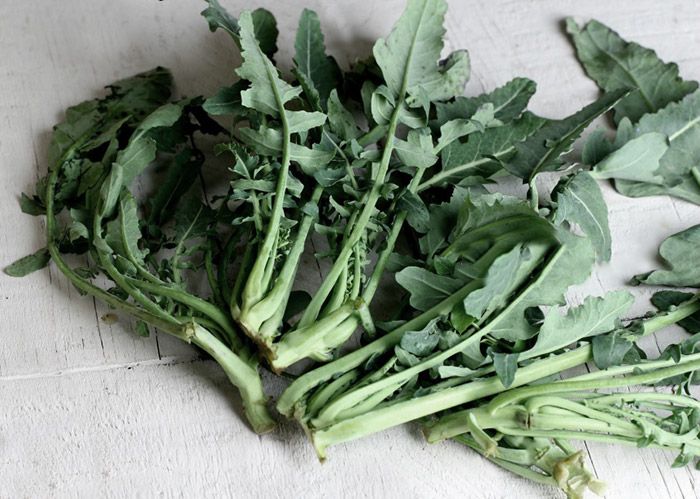 Broccolo Fiolaro Di Creazzo La Coltivazione Del Broccolo Fiolaro
