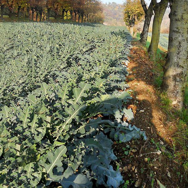 Biodiversità del broccolo fiolaro di Creazzo